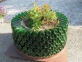 /album/maneras-de-reciclar/a422173-382079578478290-1222687374-n-jpg1/